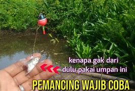 Mancing Ikan Gabus Pakai Apa